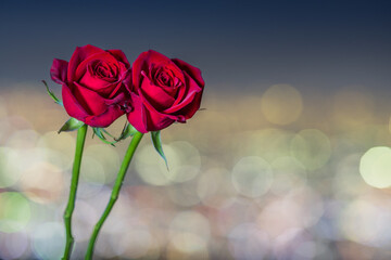 六甲山の夜景の輝きと2輪の赤いバラ