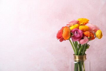 Beautiful fresh ranunculus flowers in vase on color background, space for text