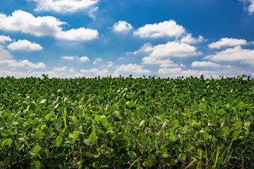Fototapeta na wymiar Growing soybean field under deep blue sky with clouds. Goias state, Brazil