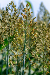 Closeup of sorghum plants, highlighting the tassel, Countryside of Mato Grosso do Sul state, Brazil