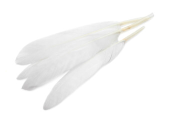 Beautiful fluffy bird feathers on white background, top view