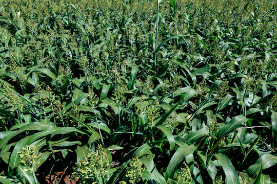 Fodder sorghum plantation in countryside of  Sao Paulo state, Brazil. Sorghum bicolor