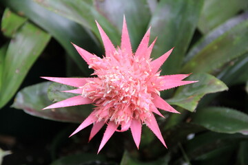 独特な形状のピンク色の花