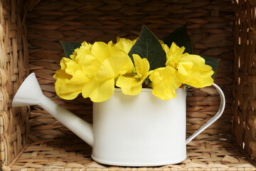 White watering can with beautiful yellow oenothera flowers in wicker box