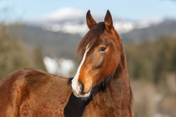 Portrait of a beautiful brown horse in front of a rural snowy winter landscape