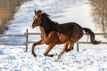 Portrait of a young brown arab x berber horse galloping across a snowy winter paddock outdoors
