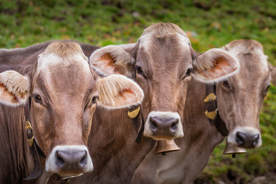 Face to Face,Three Brown cows looking at camera at same time , Tyrol, Austria