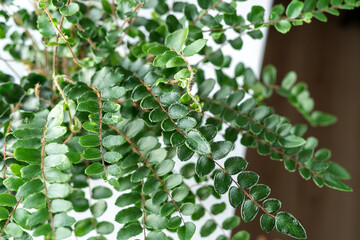 Green fern in a pot on the shelf. Green houseplants. Modern room decor, interior. Lifestyle, Still life with plants	