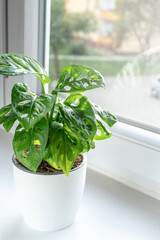 Monstera monkey mask in a pot on the shelf. Green houseplants. Modern room decor, interior. Lifestyle, Still life with plants. Close up