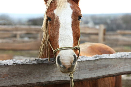 Adorable chestnut horse in outdoor stable. Lovely domesticated pet