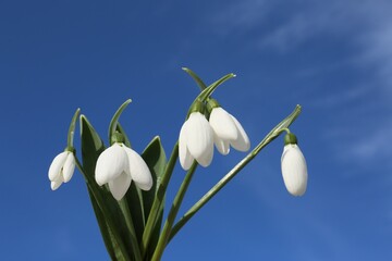Fototapeta premium Beautiful blooming snowdrops against blue sky. Spring flowers