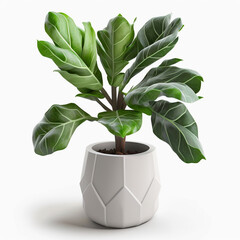 house plant Calathea in simple pot white super realistic, generative ai - obrazy, fototapety, plakaty