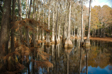 Cypress Trees on water with reflection of trees and sky in still water