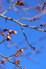 開花間近の白梅のつぼみ
