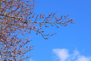 開花間近の白梅のつぼみ