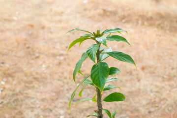 Art abstract spring background natural green leaf with rain drop after the storm at rainforest. leaves green background with rain drop. top view of green leaf in the garden. fat lay.