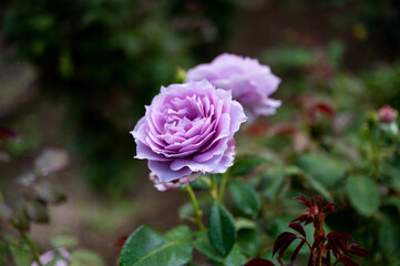 雨に濡れた薄紫の薔薇の花