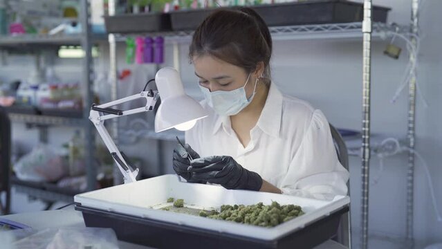 A woman worker working in Marijuana, hemp or cannabis plant flower leaves farm lab. Organic product in laboratory in technology medical, healthcare, research concept. Natural food. Ganja narcotic weed