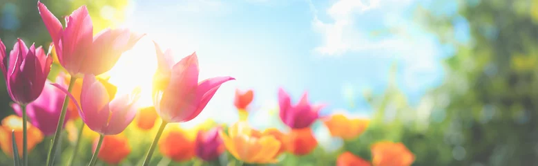 Fotobehang tulips field © powerstock