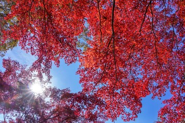 青空バックに見上げるちょうど見頃の真っ赤なモミジの紅葉と光条のコラボ情景