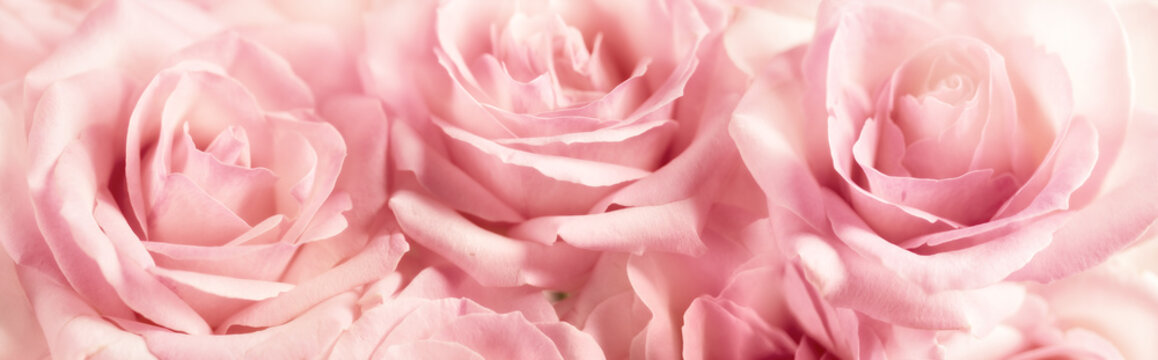 Pink rose flowers for romance background