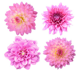 Pink chrysanthemum isolated on transparent background PNG file.