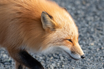A close up of a wild young red fox with long red fur and a white fur chest. The fox has pointy ears, long muzzle, dark eyes and its mouth is open with sharp white teeth. The sun is shining on the fox.