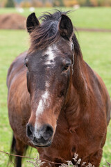 A chestnut brown headshot of a horse with a white face and pointy ears. The large animal is standing in a grassy field with a red barn in the background. The horse has a long black mane and eyes.