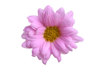 Pink Chrysanthemum flower blossom, Spring season