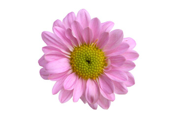 Pink Chrysanthemum flower blossom, Spring season