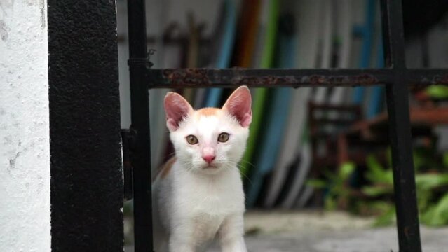 Slow Motion Zoom In Shot Of Cute White Cat In Metal Gate - Thulusdhoo, Maldives