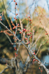 red flowers on a branch