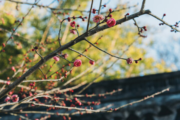 pink flowers on a branch