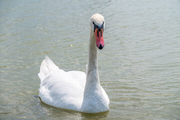 Fototapeta premium Graceful white Swan swimming in the lake, swans in the wild. Portrait of a white swan swimming on a lake.