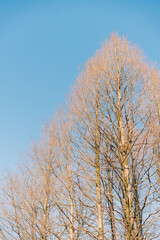 Obraz na płótnie Canvas birch trees in winter