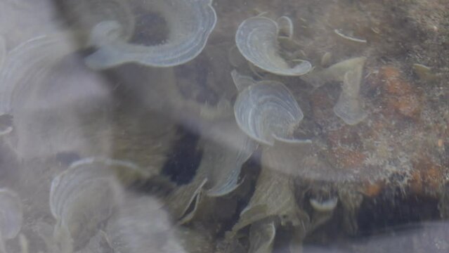 Animal species are invertebrates, found in the tide of the sea.