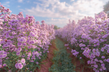 Obraz premium Flower garden