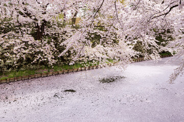 散り桜のイメージ
