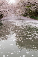 散り桜のイメージ