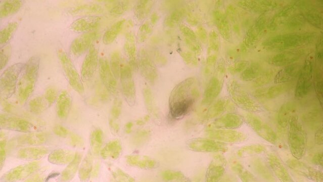 Euglena is a genus of single cell flagellate eukaryotes under microscopic view for study.