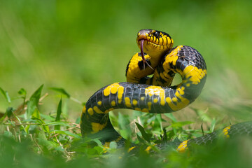 A mangrove cat snake Boiga dendrophila coiling its body on attacking position over the ground with shallow depth of field