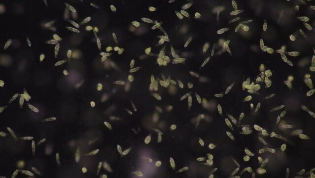 Euglena is a genus of single cell flagellate eukaryotes under microscopic view for study.