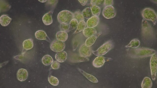 Euglena is a genus of single cell flagellate eukaryotes under microscopic view for study.