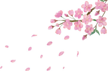  桜の花と綺麗に舞い散る桜の花びらの透明背景の水彩画イラスト