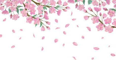 Fototapeta premium 桜の花と綺麗に舞い散る桜の花びらの透明背景の水彩画イラスト