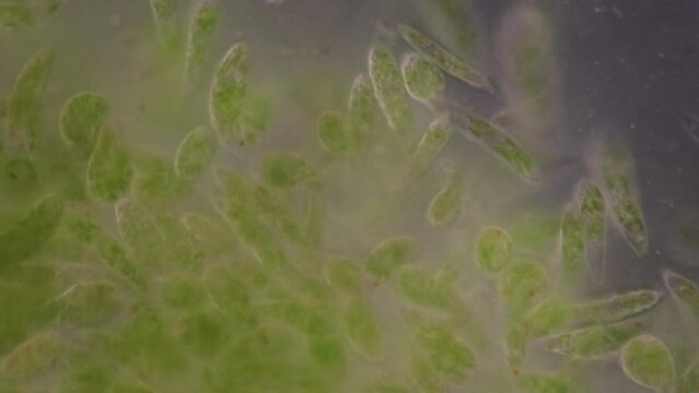 Euglena is a genus of single cell flagellate eukaryotes under microscopic view for study.