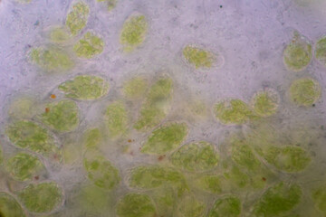 Euglena is a genus of single cell flagellate eukaryotes under microscopic view for study.