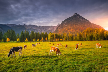 Cows and Karwendel alps at autumn sunrise, tyrol and bavarian alps border, Austria