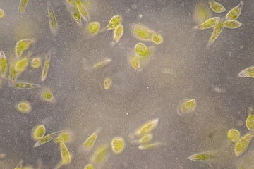 Euglena is a genus of single cell flagellate eukaryotes under microscopic view for study.