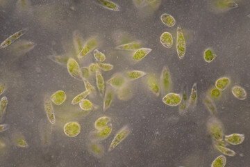 Euglena is a genus of single cell flagellate eukaryotes under microscopic view for study.